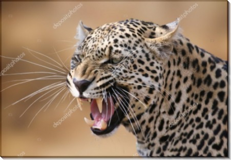Рычание леопарда - Сток