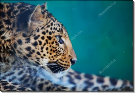 Профиль леопарда - Сток