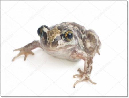 Зеленая жаба - Сток