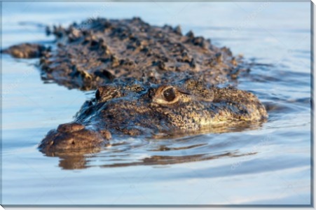 Американский крокодил - Сток