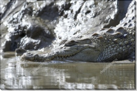 Нильский крокодил - Сток