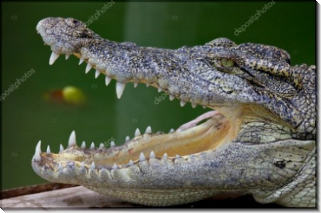 Улыбка крокодила - Сток