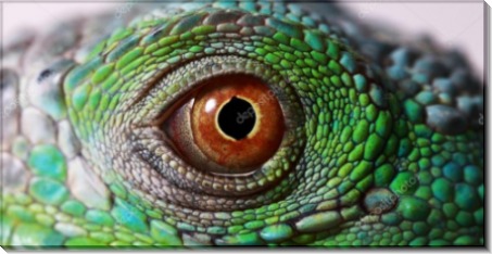 Глаз игуаны - Сток
