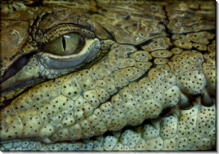 Крокодил - Сток