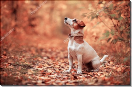 Осенний пес - Сток