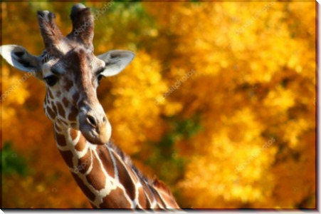 Осенний жираф - Сток