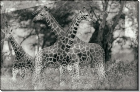 Жирафы в национальном парке Накуру (Кения) - Сток