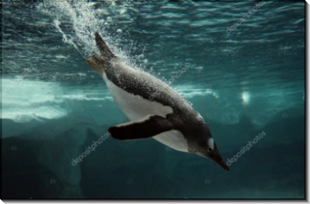 Ныряющий пингвин - Сток