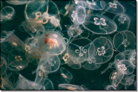 Лунные медузы - Сток
