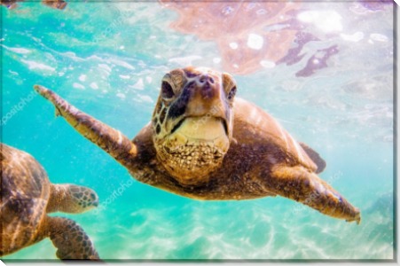 Гавайская морская черепаха - Сток