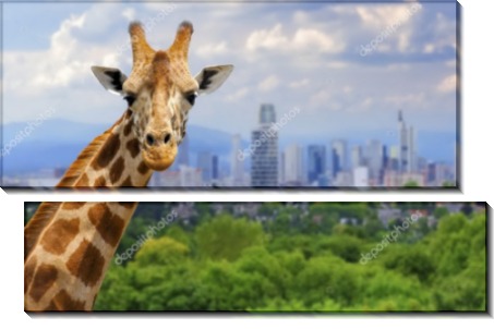 Городской жираф - Сток