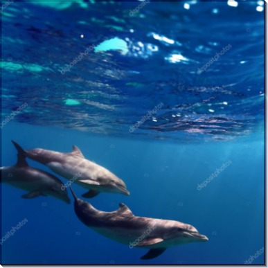 Три дельфина под водой - Сток