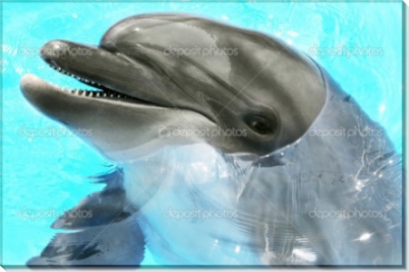 Улыбка дельфина - Сток