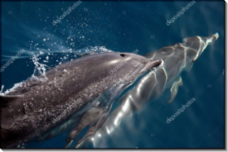 Дельфины в синей воде - Сток