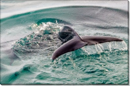 Хвост дельфина - Сток
