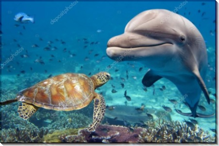 Дельфин и черепаха - Сток