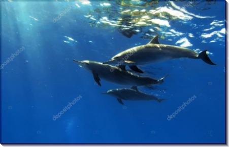 Дельфины в глубине - Сток