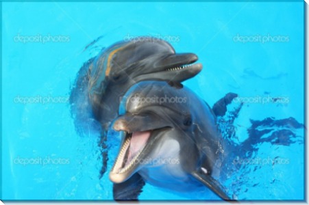 Смеющиеся дельфины - Сток