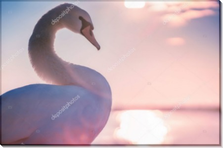 Прекрасный лебедь на рассвете - Сток