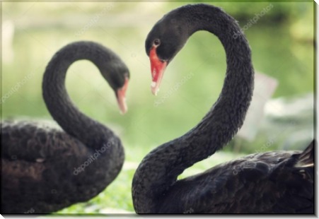 Сердце черных лебедей - Сток