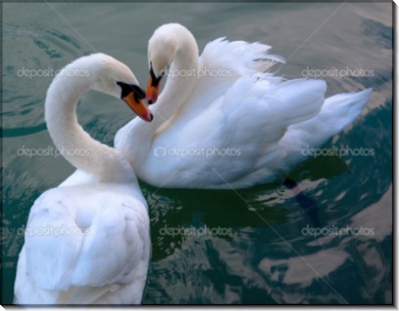 Прекрасные лебеди - Сток
