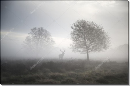 Туманный пейзаж с оленем - Сток