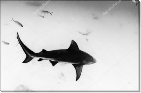 Серая акула-бык - Сток