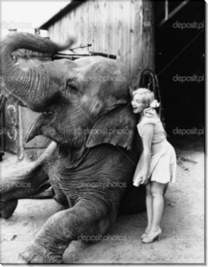 Девушка и слон - Сток
