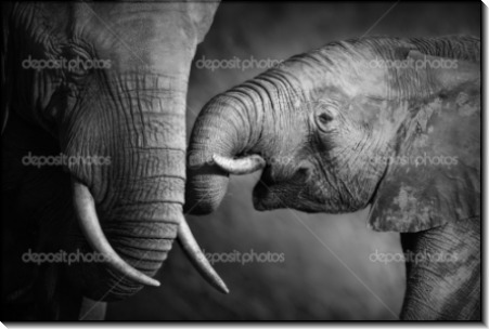Слоненок с мамой - Сток