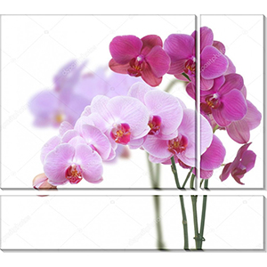 модульные картины цветы орхидеи
