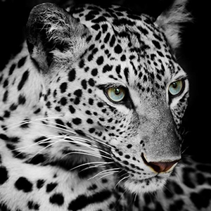 картины леопардов