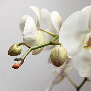 картины с орхидеями