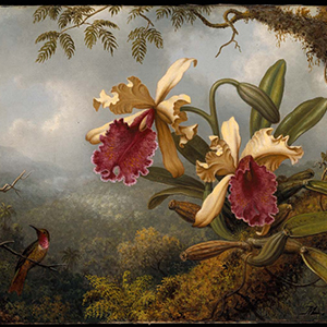 картины орхидеи художников